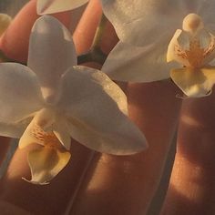 two white orchids with yellow stamens in the foreground and another flower on the background