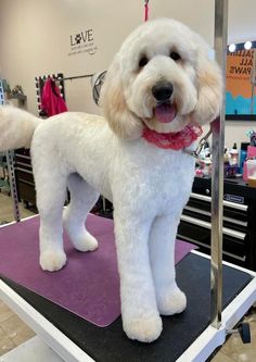 a white poodle standing on top of a table in a hairdressers shop