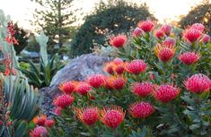 some very pretty pink flowers by some big rocks