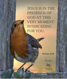 a small bird sitting on top of a wooden fence next to a sign that says jesus is in the presence of god at this very moment interceding for you