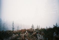 a foggy field with trees and bushes in the foreground on a cloudy day