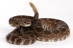 a brown and white snake with its head turned to the side on a white background