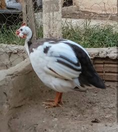 a large bird standing on top of a dirt ground next to a stone wall and fence