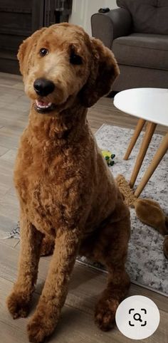 a brown dog standing on top of a wooden floor