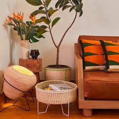 a living room with two chairs, a couch and a potted plant on the floor