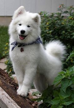 a small white dog standing on top of a wooden log in front of some flowers