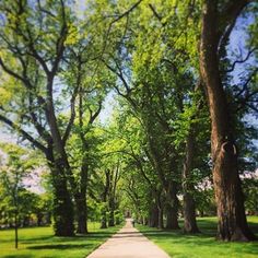 a tree lined path in the middle of a park