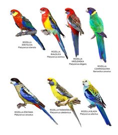 different kinds of birds sitting on top of each other