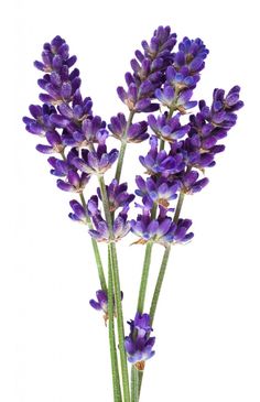 purple flowers on a white background with clippings for text or images in the bottom right corner