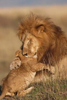 a lion and its cub playing together in the grass