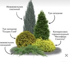 the different types of trees and shrubs in russian language, with their names on them