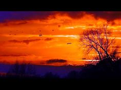 an orange and purple sunset with birds flying in the sky over trees on either side