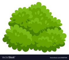 a green bush with leaves on a white background