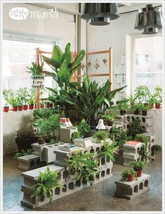 many plants are growing in cement blocks on the floor, and one plant is hanging from the ceiling