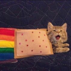 a cat laying on top of a bed next to a pillow and rainbow blanket with it's mouth open