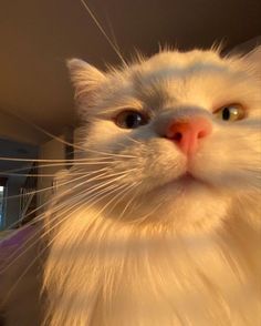 a white cat looking up at the camera