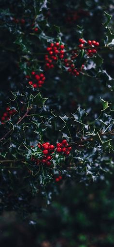 holly branches with red berries and green leaves