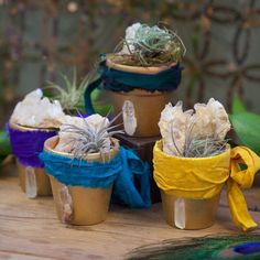 four small pots with plants in them on a wooden table next to a peacock feather