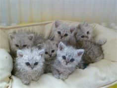 four kittens are sitting in a cat bed