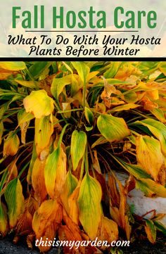 fall hosta plant with text overlay that reads, what to do with your hosta plants before winter