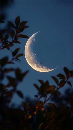 the moon is shining brightly in the sky above some leaves and branches on a tree branch