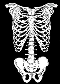 a skeleton is shown in black and white, with the ribcage visible on it's chest