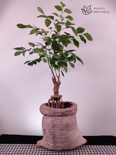 a potted plant sitting on top of a black and white checkered table cloth