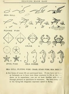 an old book with drawings and instructions on how to draw made easy seagull, flying fish, crab, starfish, sea horse