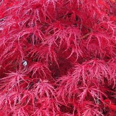 red leaves on the branches of a tree