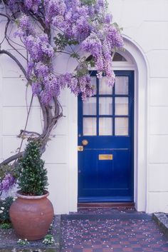 a potted plant in front of a blue door with purple flowers on the outside