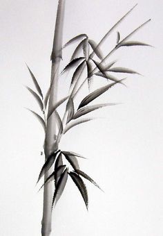 a black and white photo of a bamboo plant