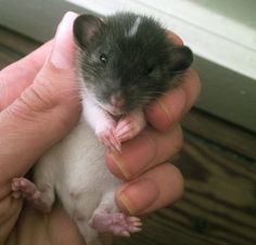 a person holding a small rodent in their hand