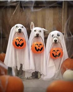 three dogs dressed up as ghostes with pumpkins