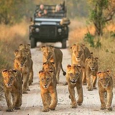 a group of lions walking down a dirt road next to a truck with people in the back