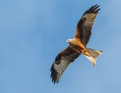 an eagle soaring through the blue sky with it's wings spread