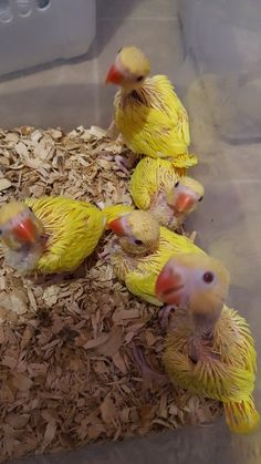 four yellow parakeets sitting on top of wood shavings