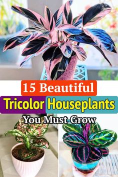 some colorful houseplants are in pots on a table with text overlay that says 15 beautiful tricolor houseplants you must grow