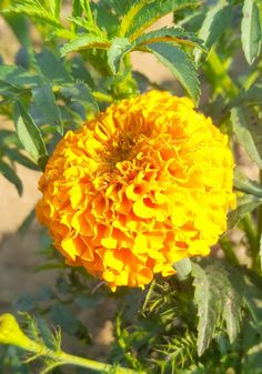 a large yellow flower with green leaves on it's stems and water droplets on the petals