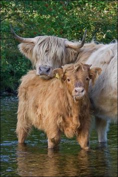 two yaks are standing in the water next to each other and one is looking at the camera