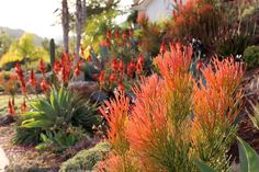 an assortment of plants and flowers in a garden