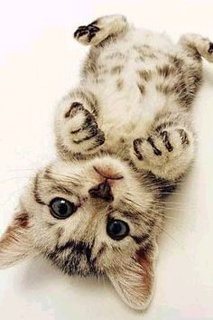 a kitten laying on its back with it's paws up