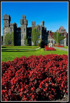 an old castle with red flowers in the foreground and green grass on the other side