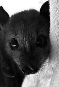 a black and white photo of a small animal looking out from behind a wall with its mouth open