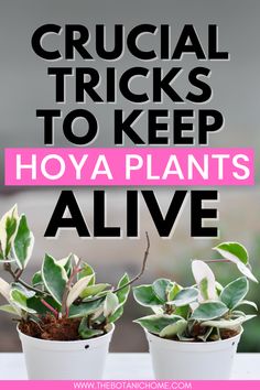 Hoya indoor plants in pots - text reads Crucial Tricks To Keep Hoya Plants Alive How To Care For Hoya Plant, Hoya Princess Plant, Hoya Care Tips, Wax Plant Hoya, Hoya Burtoniae Care, Propagating Hoya Plant, Hoya Carnosa Care, Hoyas Plant Varieties