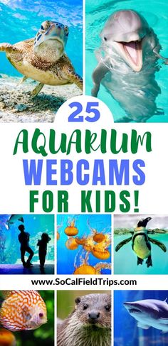 the cover of 25 aquarium webcams for kids with pictures of sea animals and fish