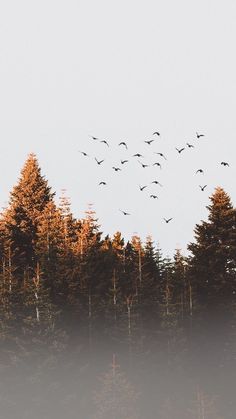 a flock of birds flying over trees in the foggy sky above it is a forest with tall pine trees