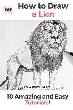 how to draw a lion in 10 easy steps