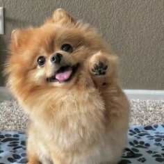 a small brown dog standing on its hind legs