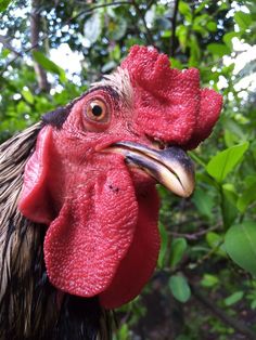 a close up view of a rooster's head with trees in the back ground