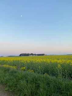 a field full of yellow flowers next to a dirt road with a house in the distance